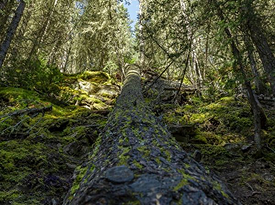 Irrigation sprinkler repair in progress